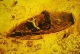 Fossil Flies (Diptera) And Gymnosperm Leaf In Baltic Amber #142201-1